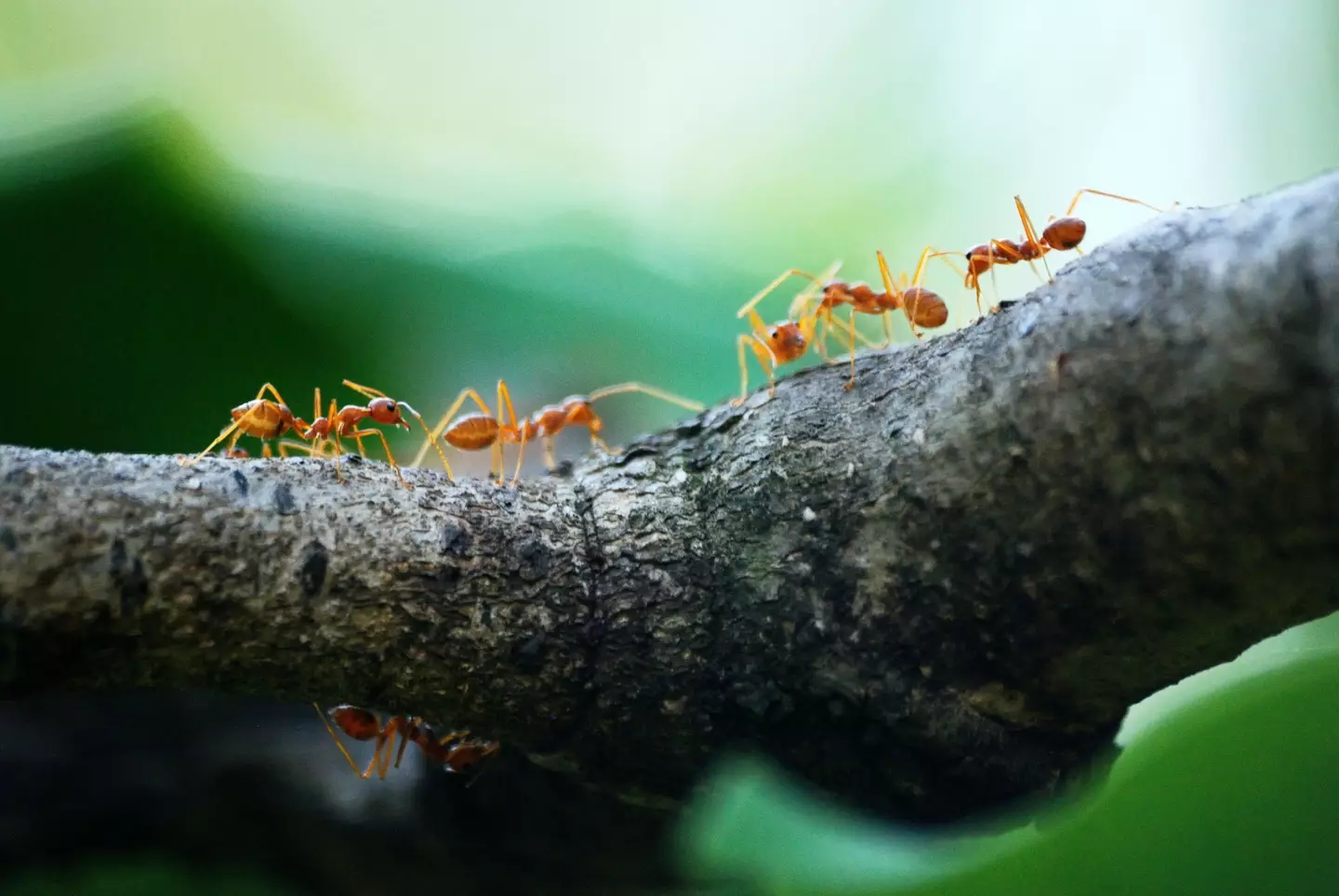 Summer has well and truly started and so the ants will soon come marching in.
