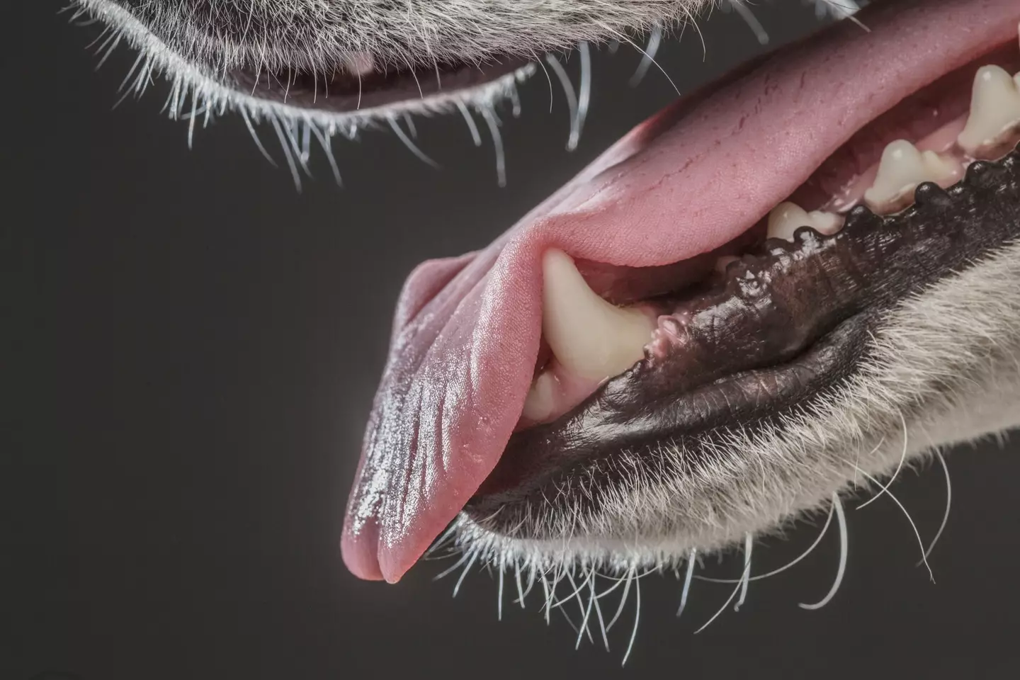 Apparently, you should be checking your dog's tongue for health ailments as frequently as possible.