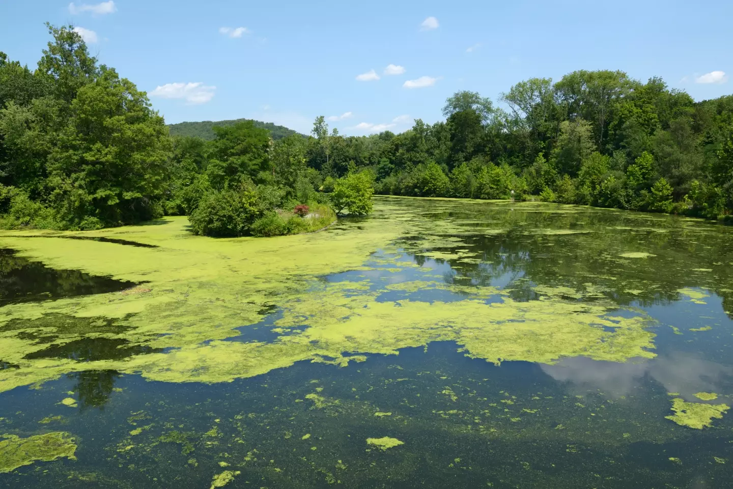 It's important to be super vigilant about toxic blue-green algae.