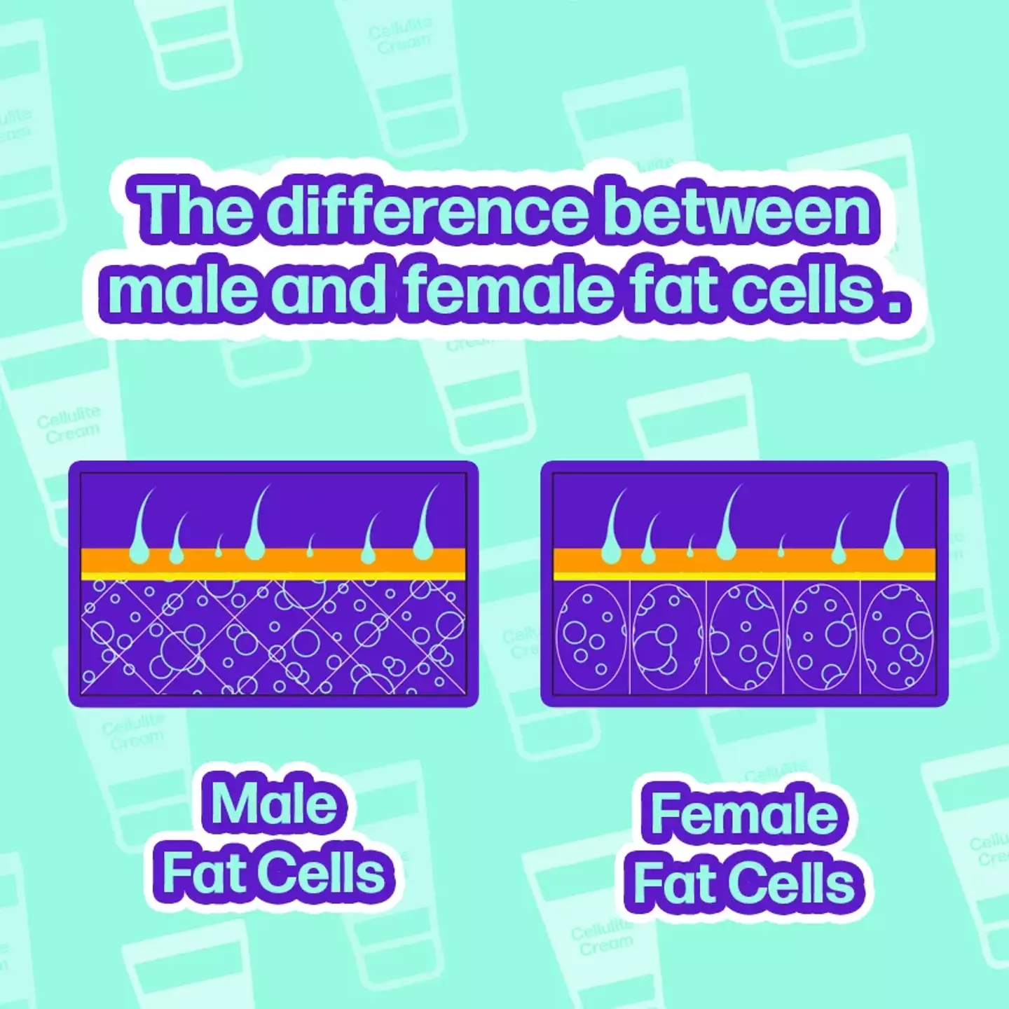 Male and female fat cells are also structured differently - women's contain a more circular structure.