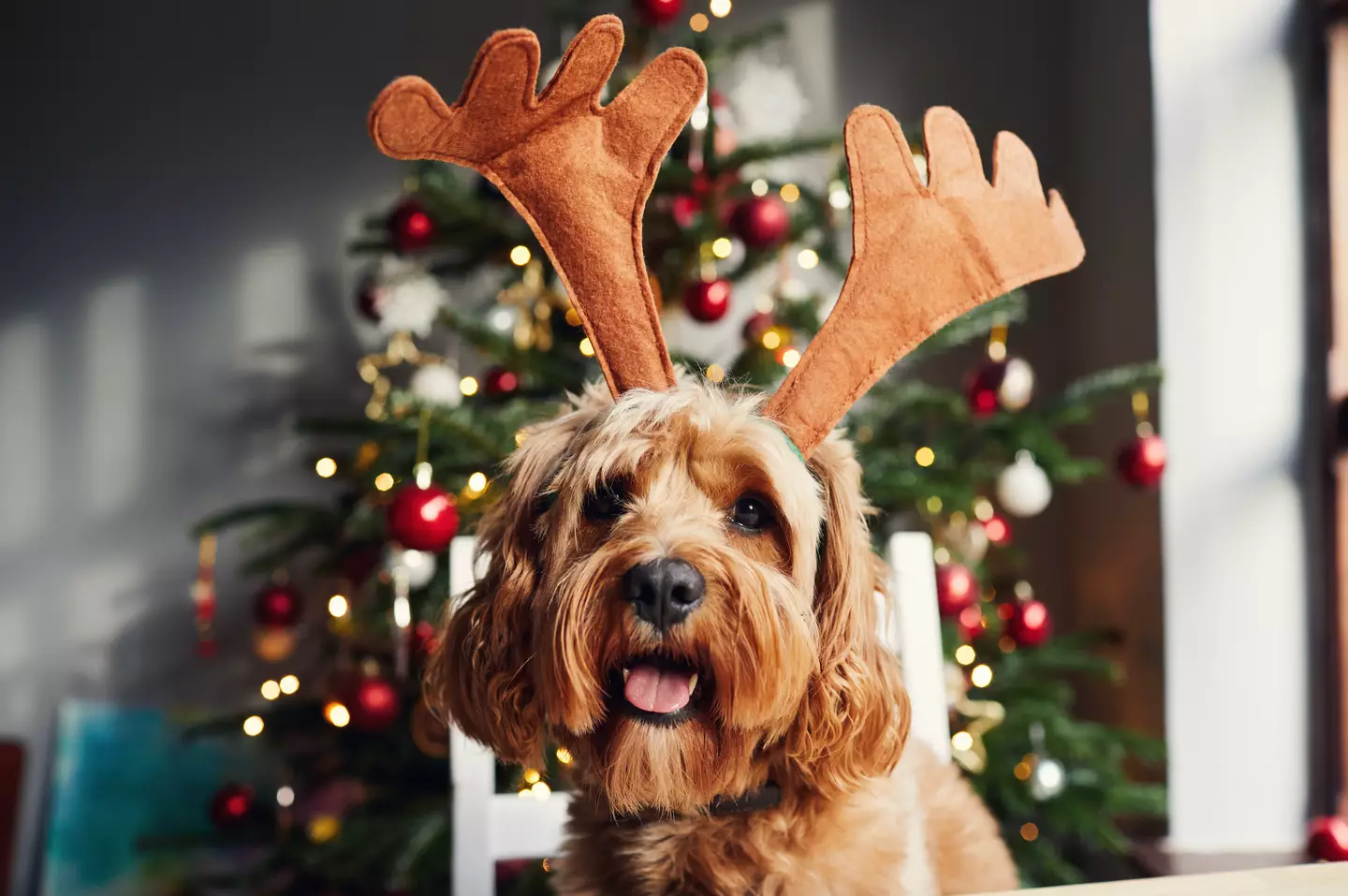 The duo warned shoppers not to buy pets for Christmas presents.