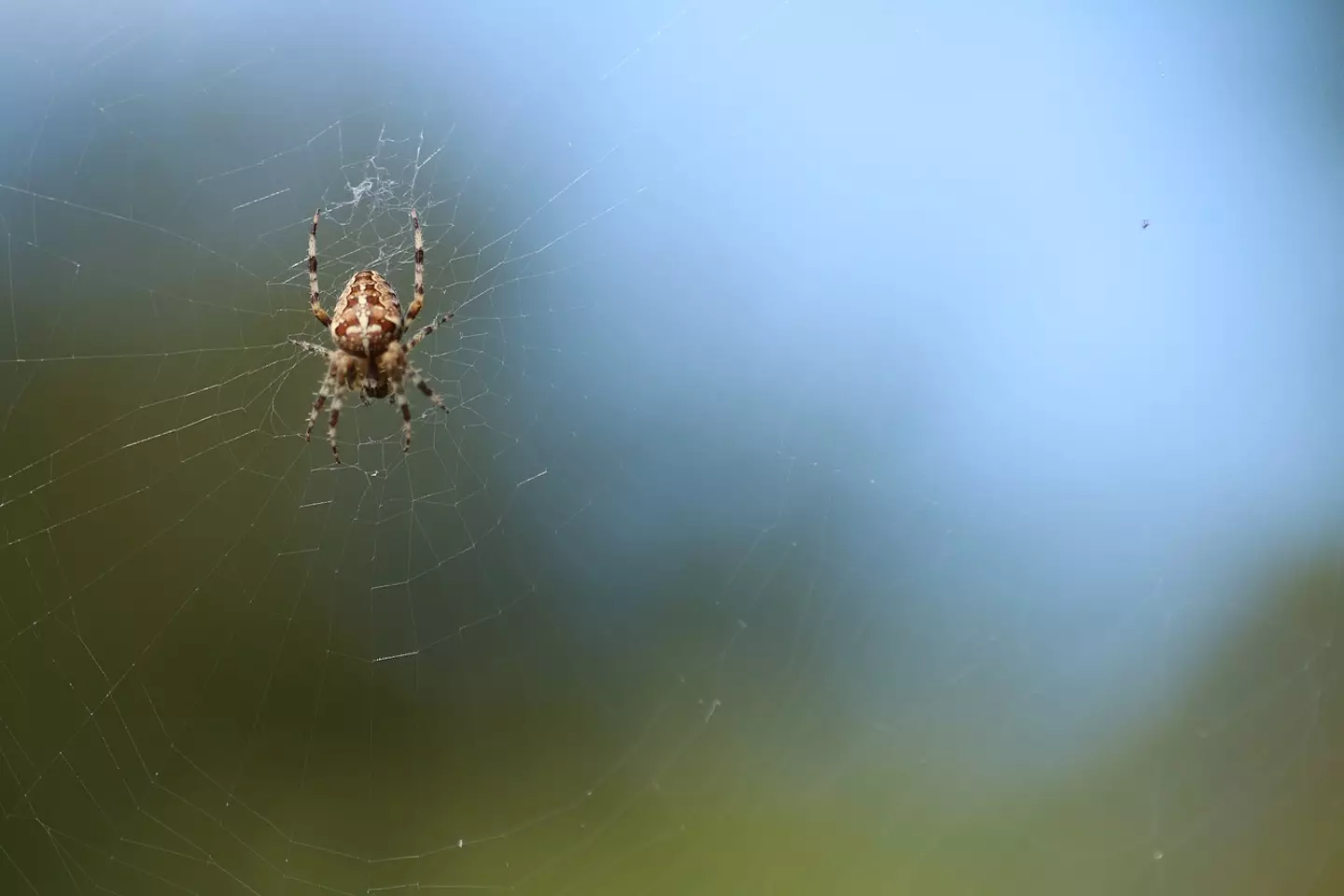 There are various methods to keep the creepy crawlies away.