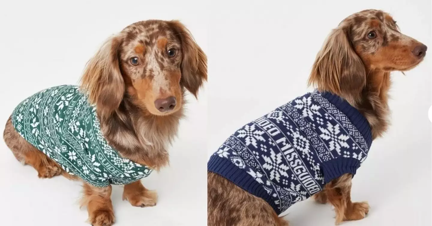 The online clothing brand recruited the perfect model for their adorable dog outfits. (