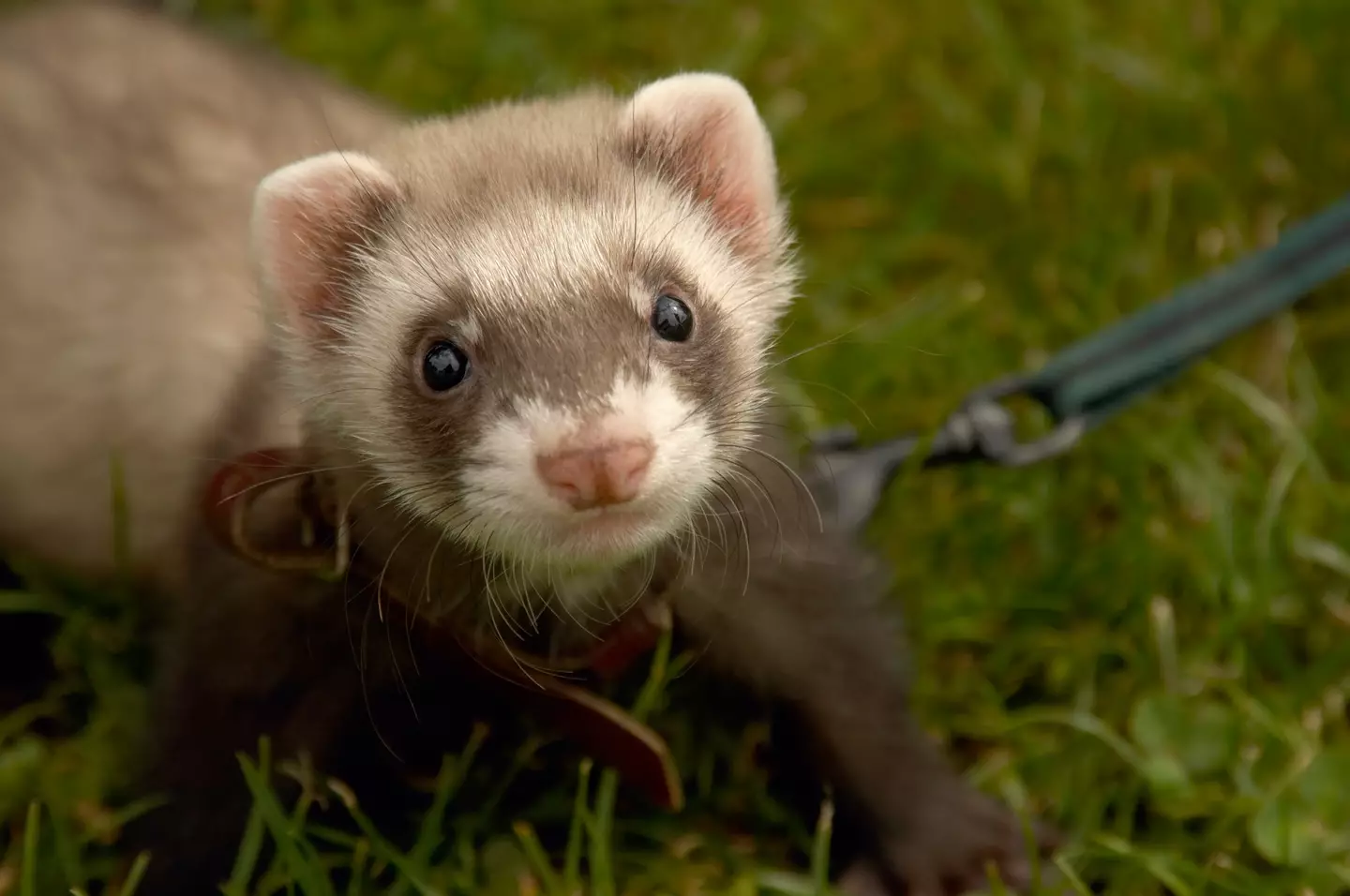 Ferrets really do stink.