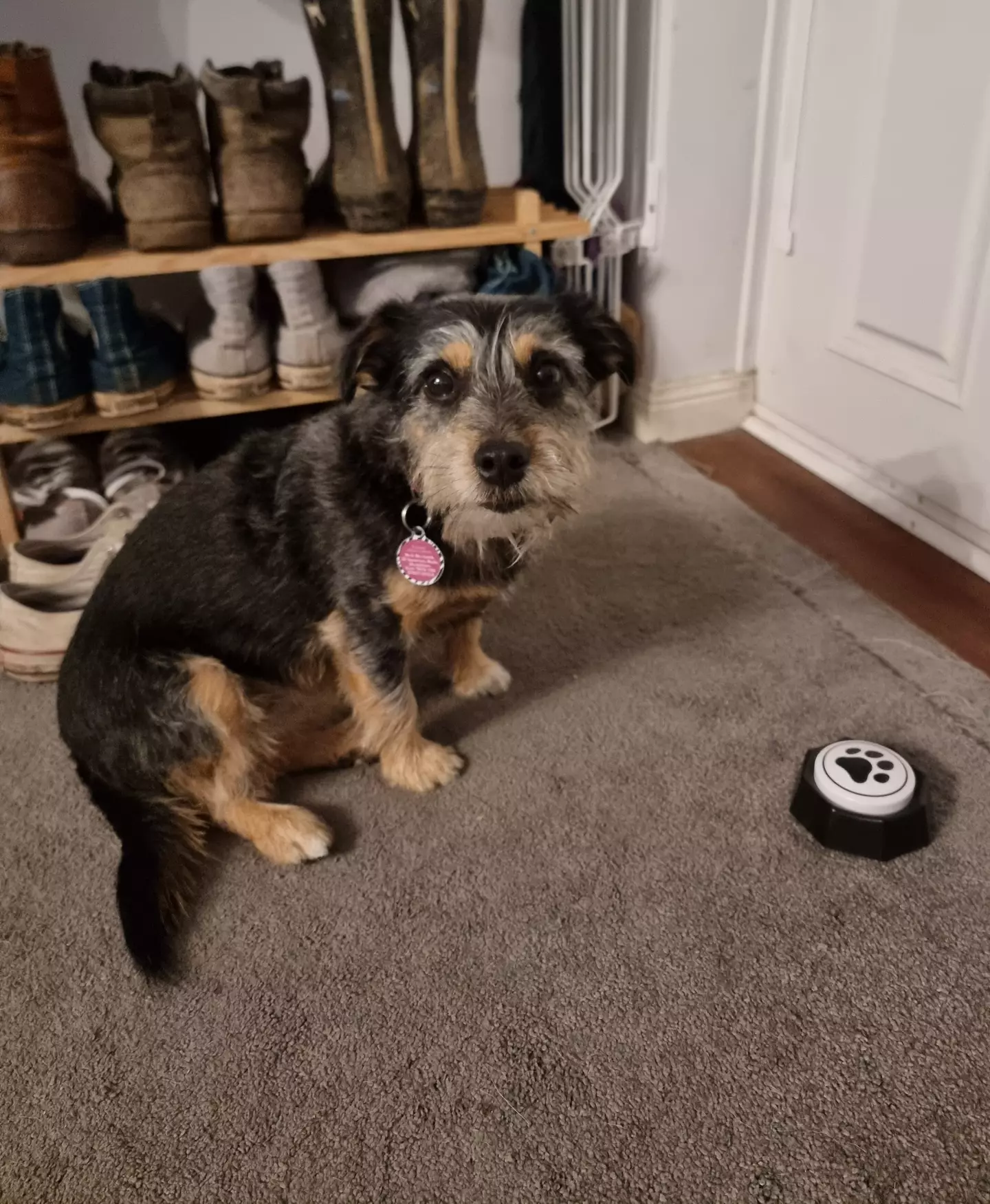 Paisley slowly began to make use of the buzzers for communicating her wants and needs.