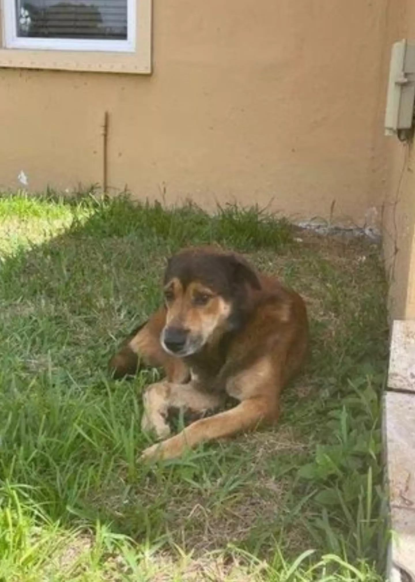 Salvatore waited for weeks outside his owners' home.