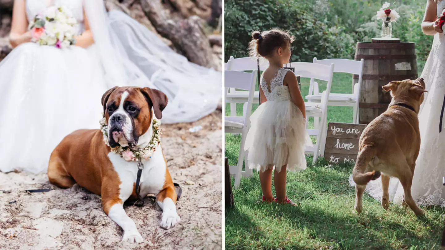 Bride shocks family by making pets 'flower girl' and 'ring bearer' instead of niece and nephew