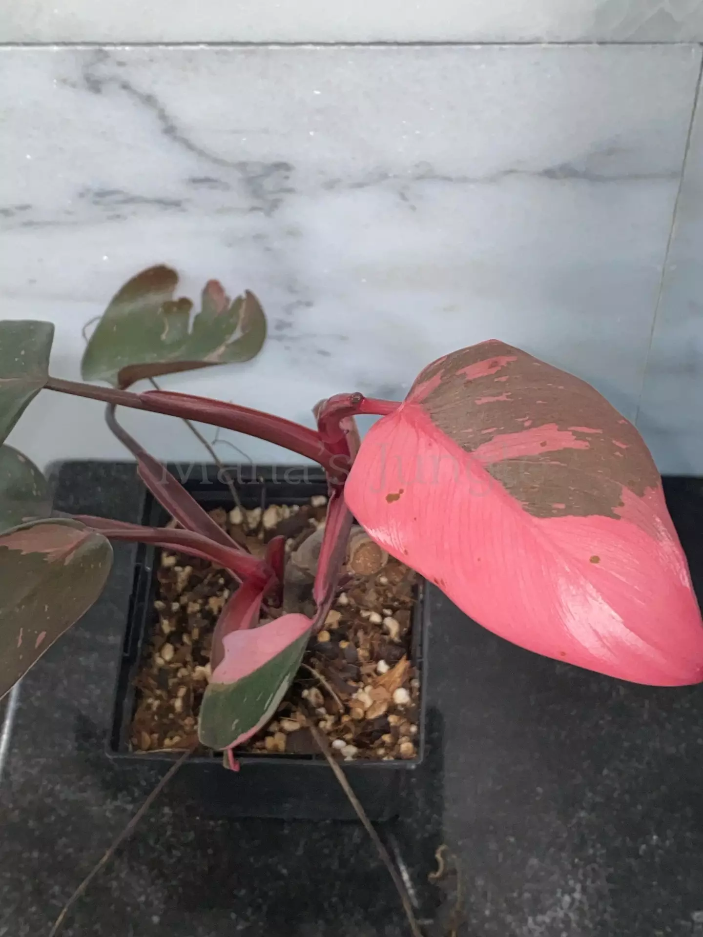Pink Princess Philodendron (