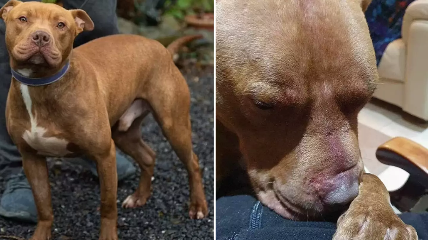 Family left heartbroken after they’re forced to give up pet dog who had been attacked by two men