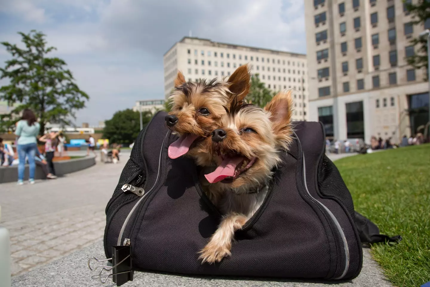 Yorkshire terriers in London.