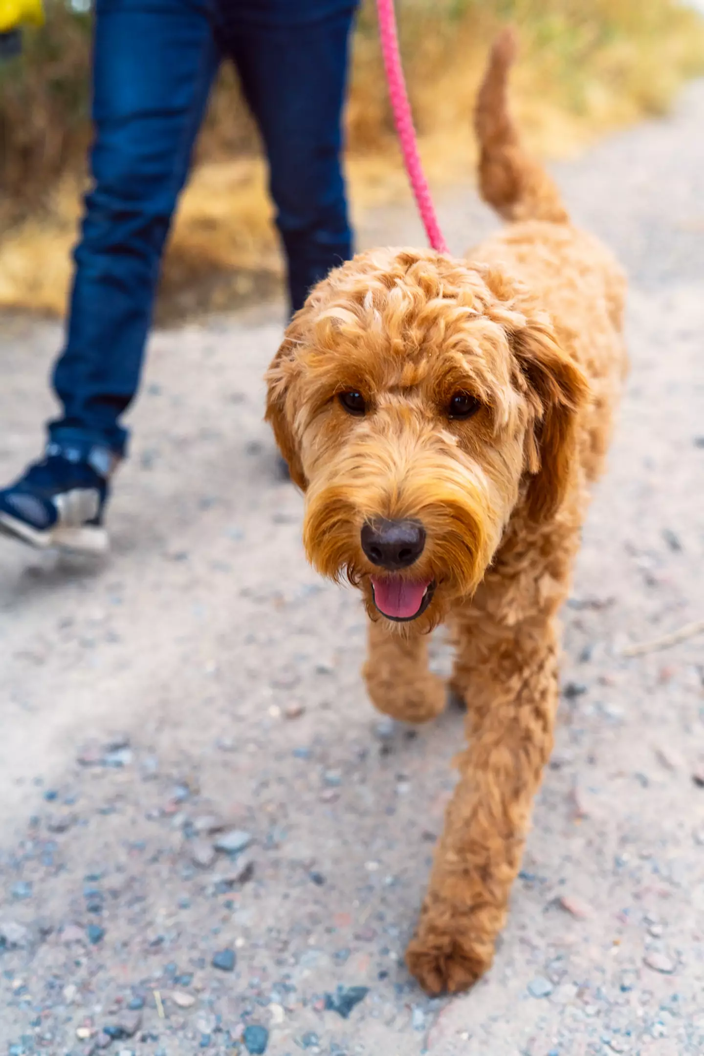 The vet branded poodle crosses 'abominations'. (Christopher Hopefitch/Getty)