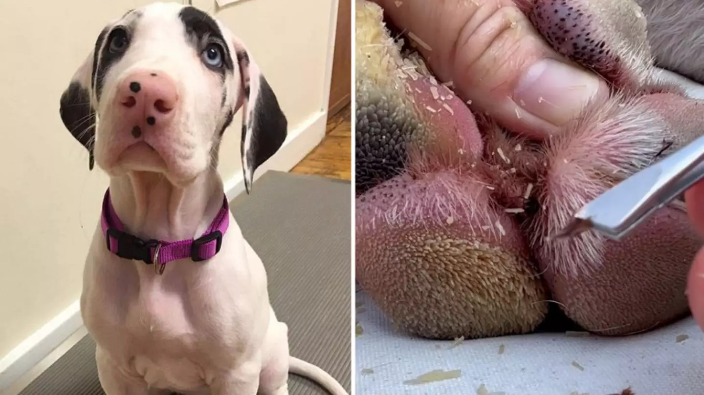 Dog Owner Explains Why You Should Always Clean Your Dog's Paws