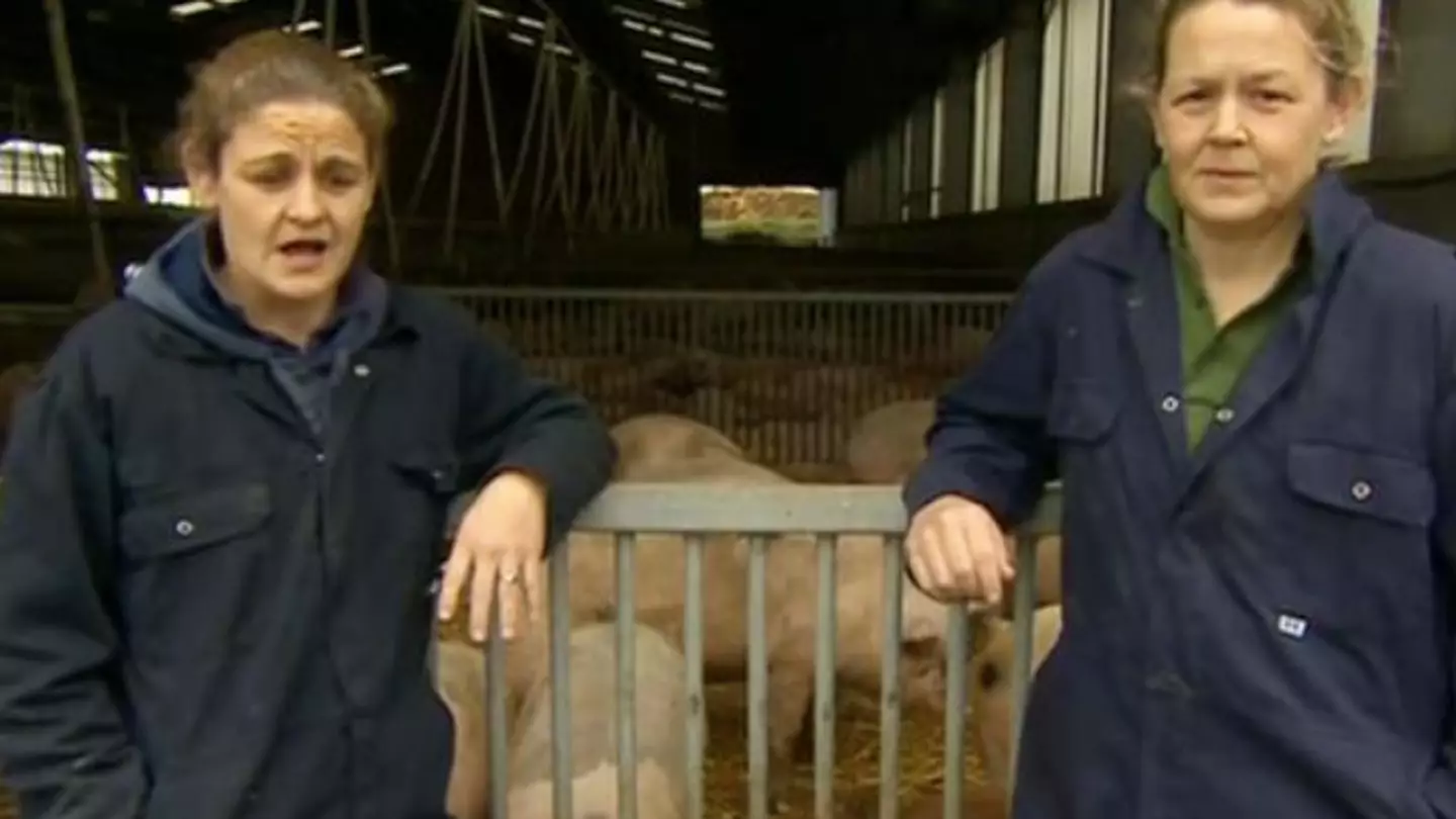 This Morning Viewers Horrified As They Hear Screaming Pigs During Segment On Cull