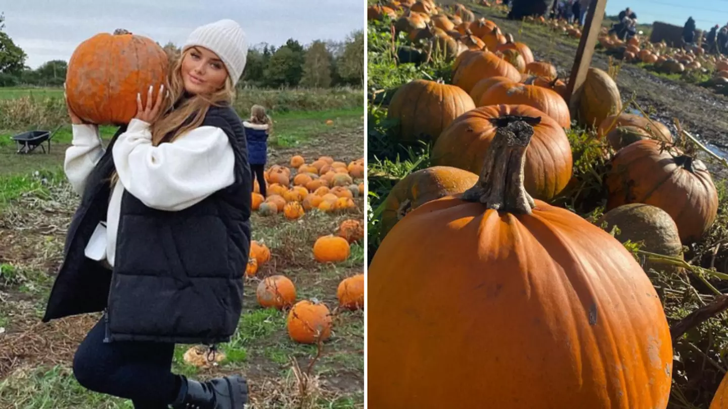 People say their 'life is a lie' after discovering the truth about pumpkin patches