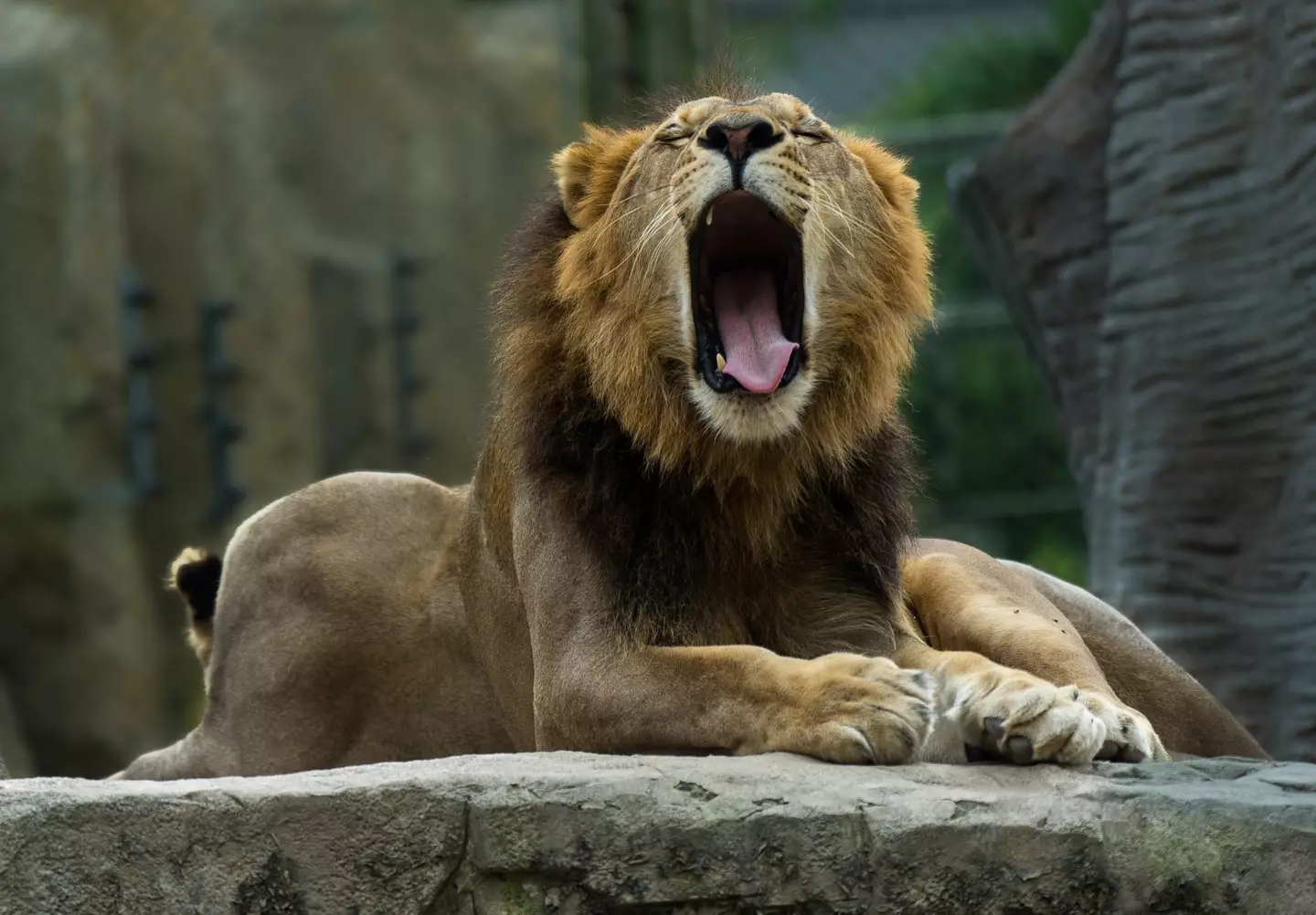 The horse was fed to the zoo's lions (HY. JIANG / Getty Images)