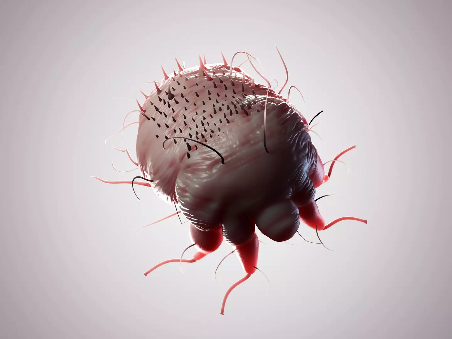 Scabies are mites that bury under your skin and lay their eggs (SCIEPRO/Getty stock image)