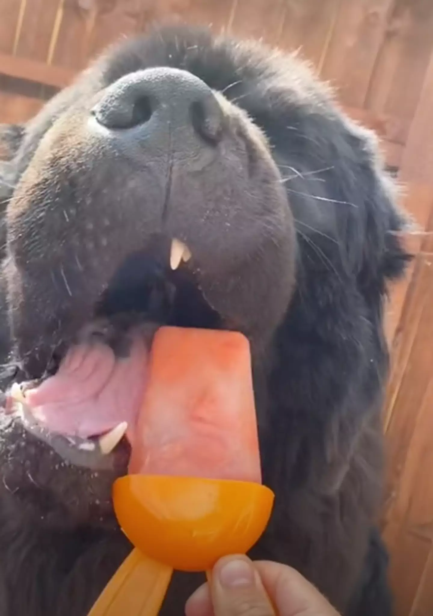 Dogs can eat frozen treats in moderation (