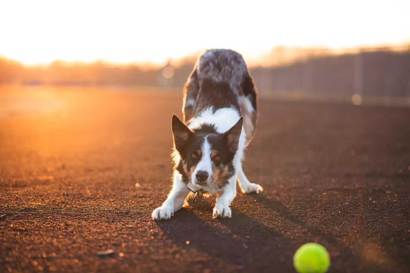 PDSA vet Claire Roberts told Tyla: “Dogs showing this behaviour is not necessarily anything to worry about (Pexels)."