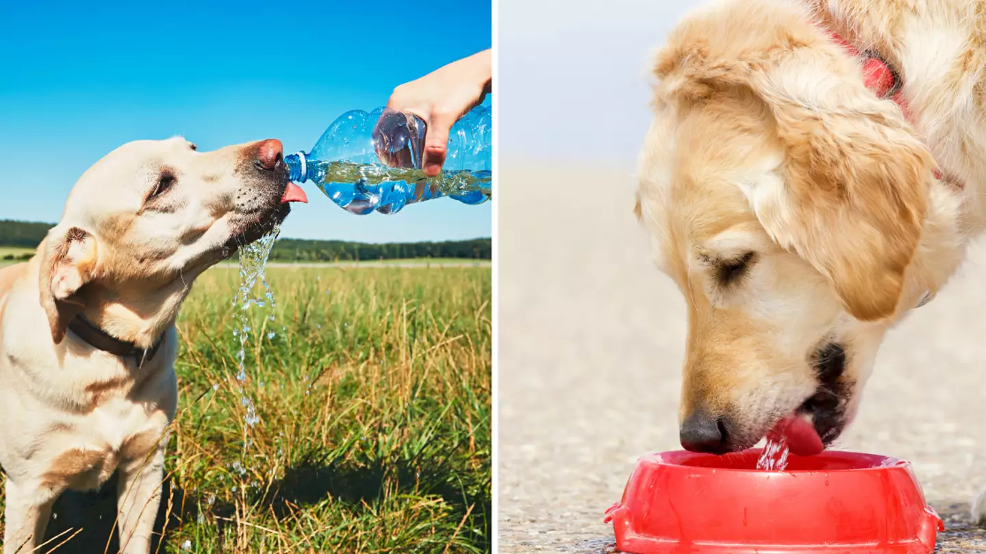 Warning over when it’s too hot to walk your dog as temperatures rise in the UK this weekend