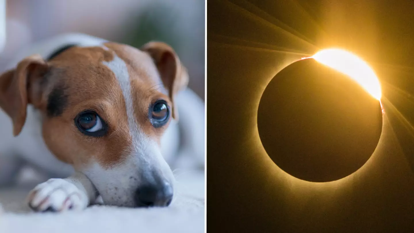 Pet owners issued warning over cats and dogs ahead of the solar eclipse today