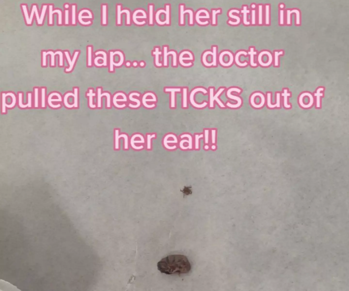 The doctor found two ticks in Averie's ear.