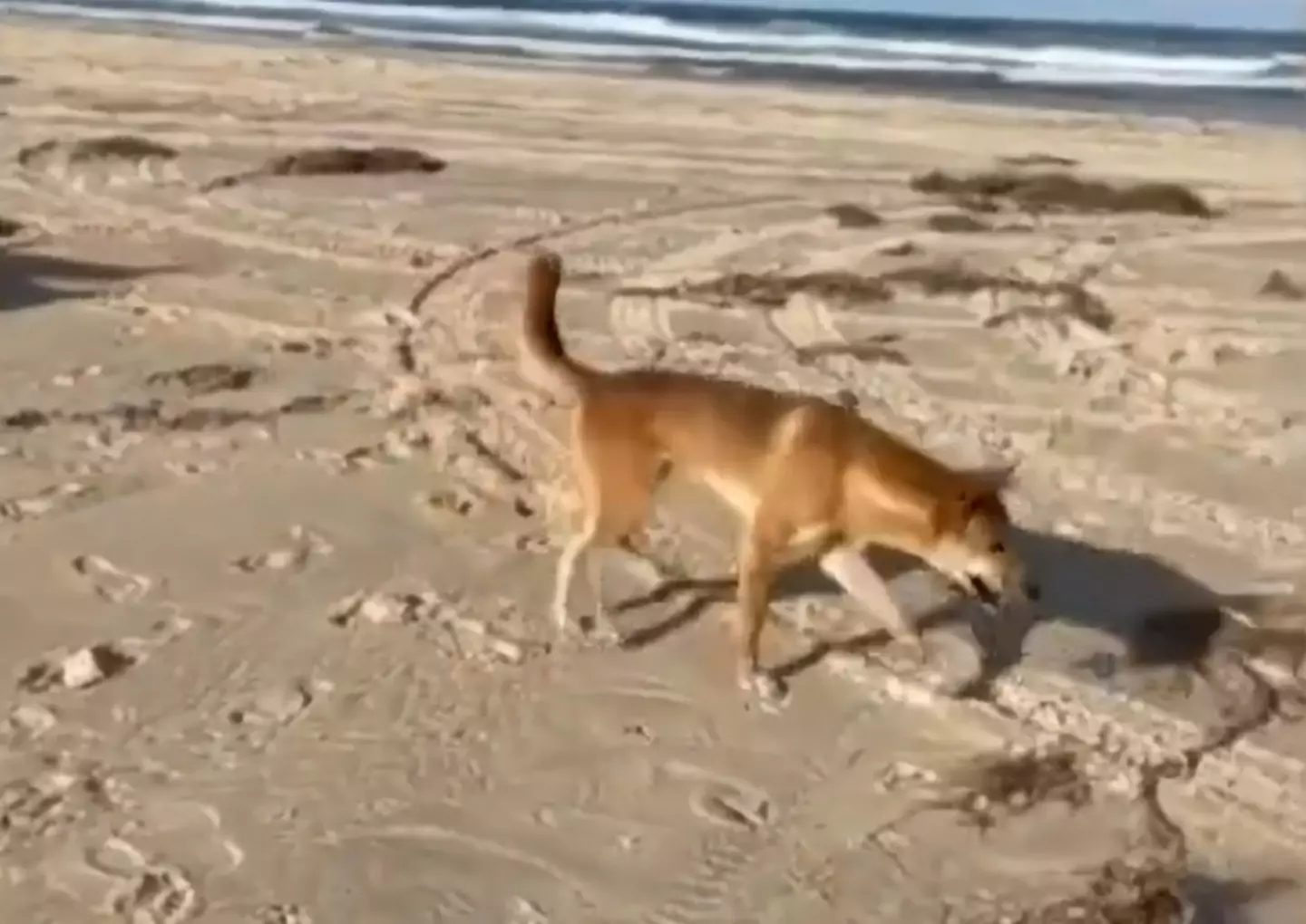 The dingo was one of several which was filmed on the beach but this one attacked a sunbather.