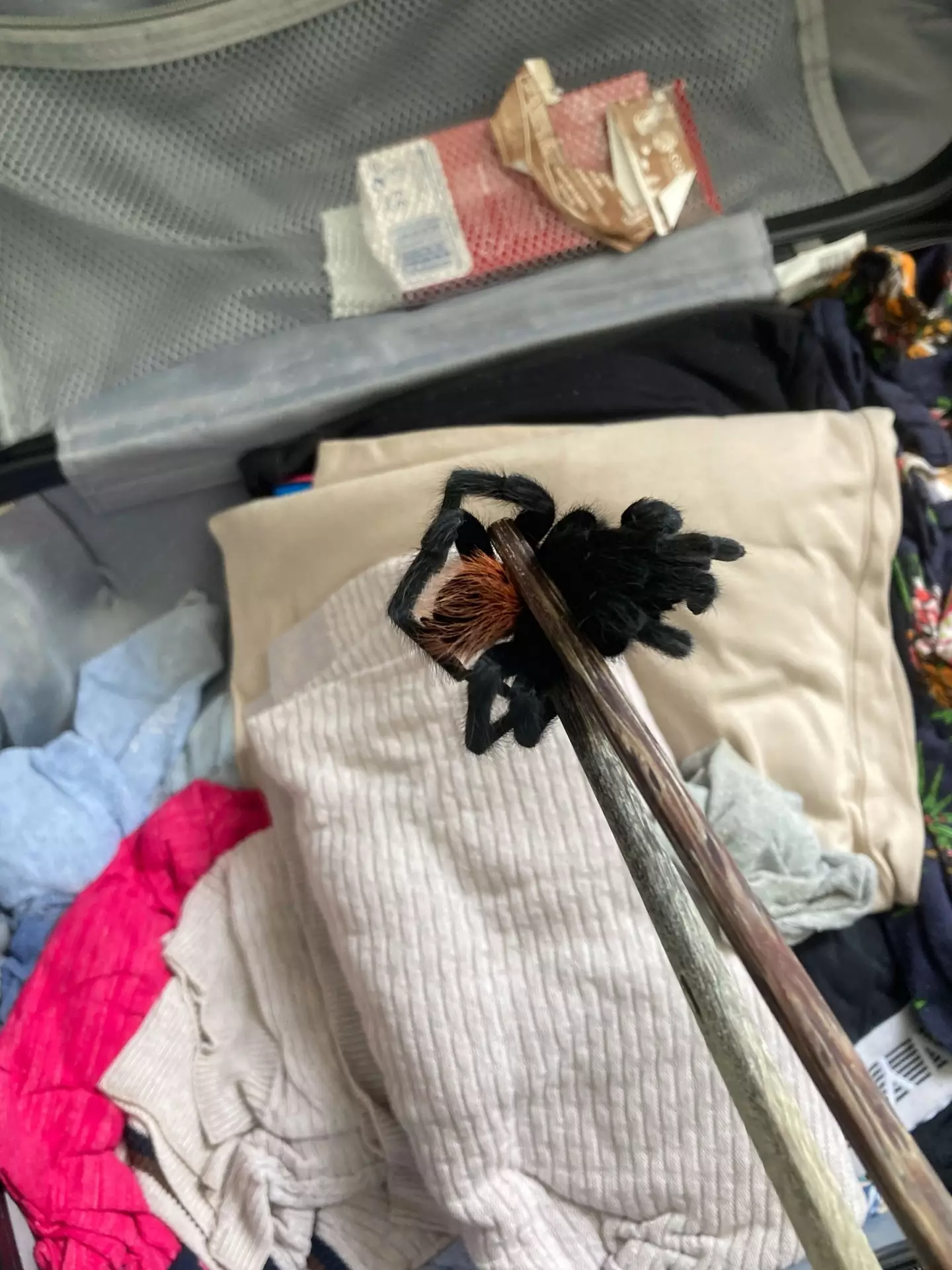 The couple found the huge tarantula in their suitcase.