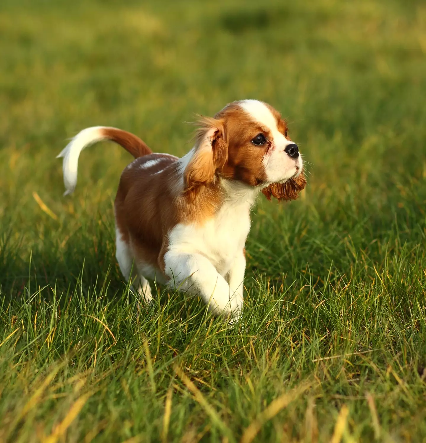 Cavalier King Charles Spaniel can go into congestive heart failure at 'a young age'. (Sergey Ryumin / Getty Images)