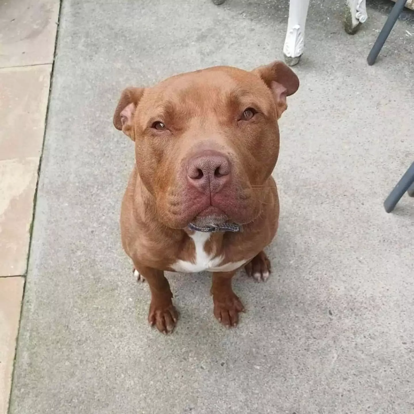 The bully mix was on a walk with his new family when he was punched by grown men.
