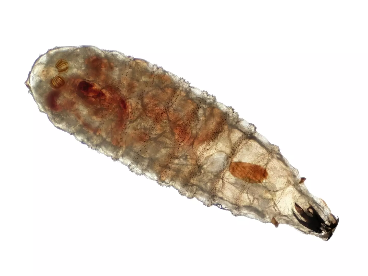 Symptoms that the larvae have infiltrated your livestock include head shaking and the smell of decay (Getty Stock Image)