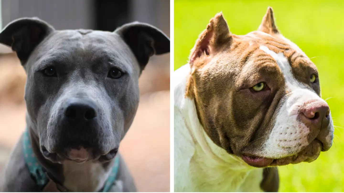XL bully dogs set to be banned, Prime Minister confirms