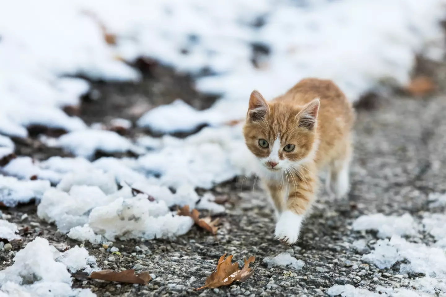 Cats could become ill after walking on grit.