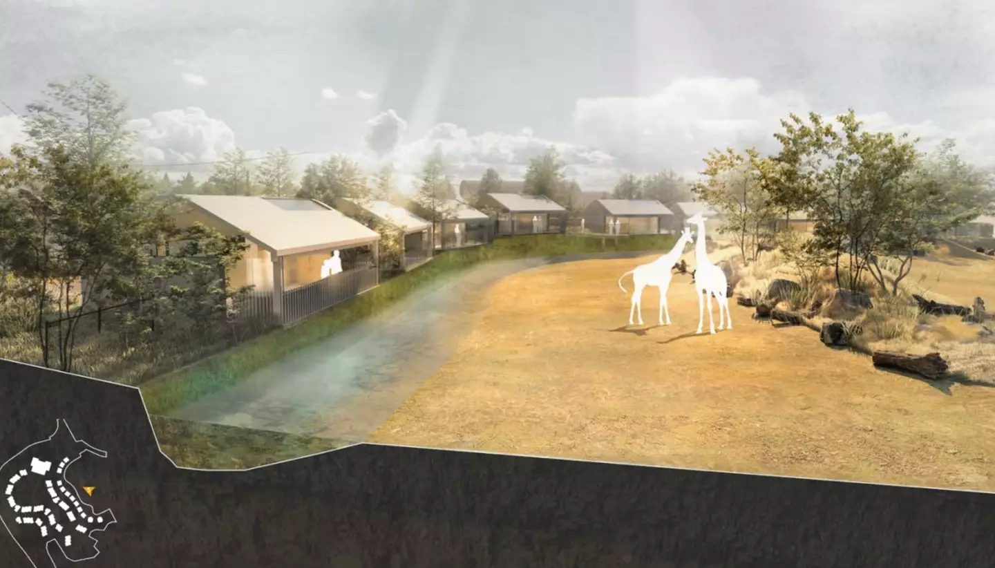 Guests will be able to see giraffes feeding right outside their lodge.