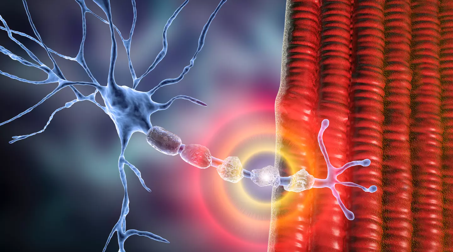 MS occurs as a result of the immune system attacking healthy parts of the body for an unknown reason (Getty Stock Image)