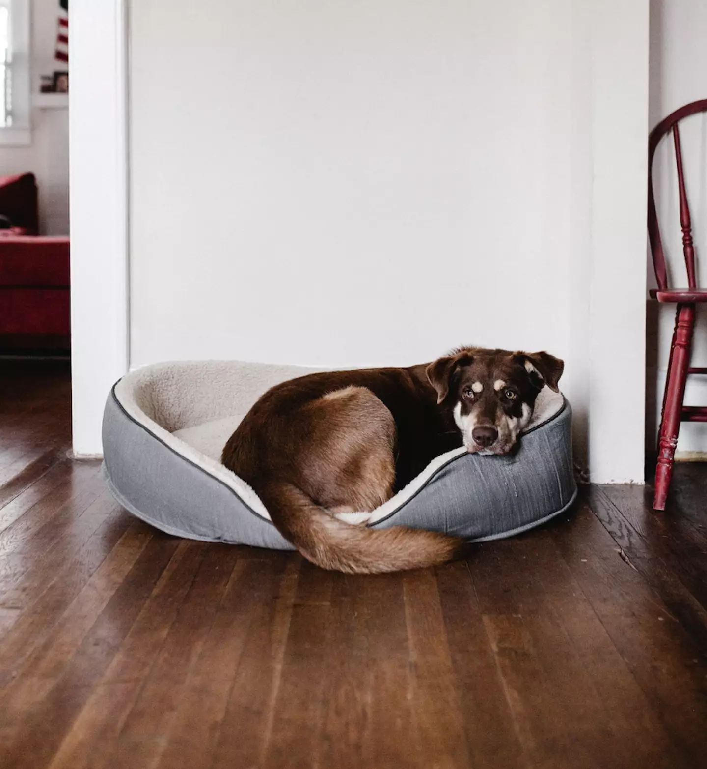 The dog tried to walk out to find his owner.