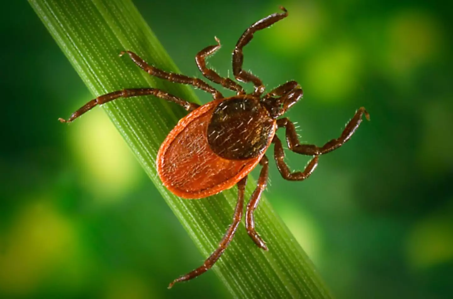 A black-legged tick, also called the deer tick or the bear tick (Smith Collection/Gado / Contributor / Getty Images)