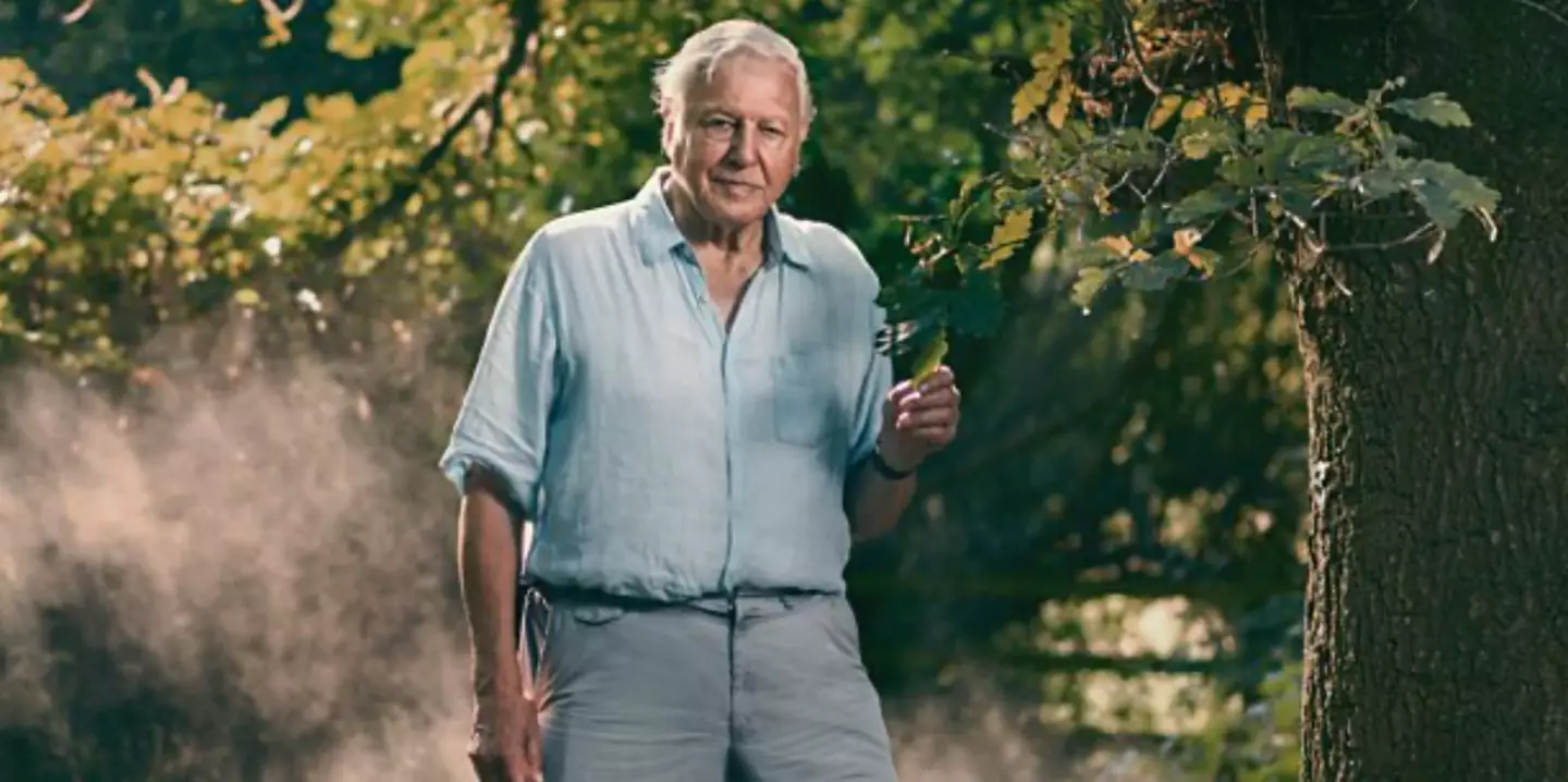 People 'fear for humanity' without Sir David.