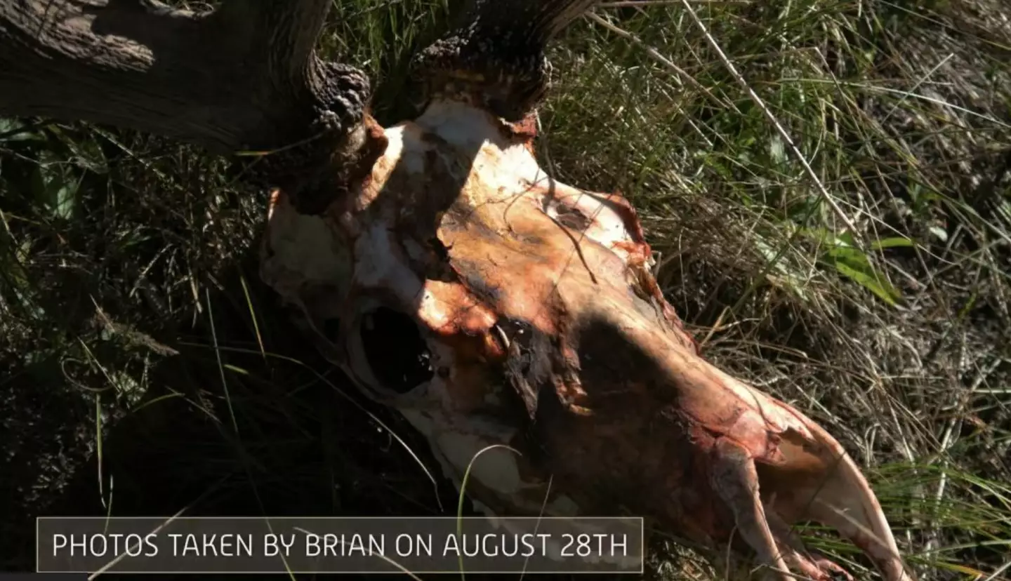 Brian took several photos of bones after killing Gabby (Netflix)