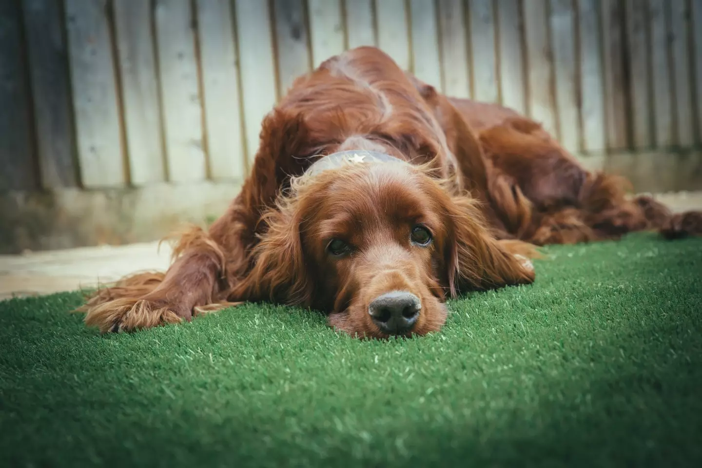 Artificial grass can become very hot in the sun.