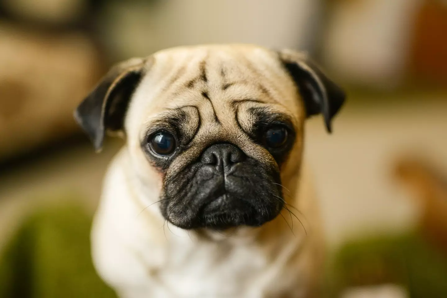 Brachycephalic dogs, like pugs, have difficulties breathing. (Dragica Andjelic / Getty Images)