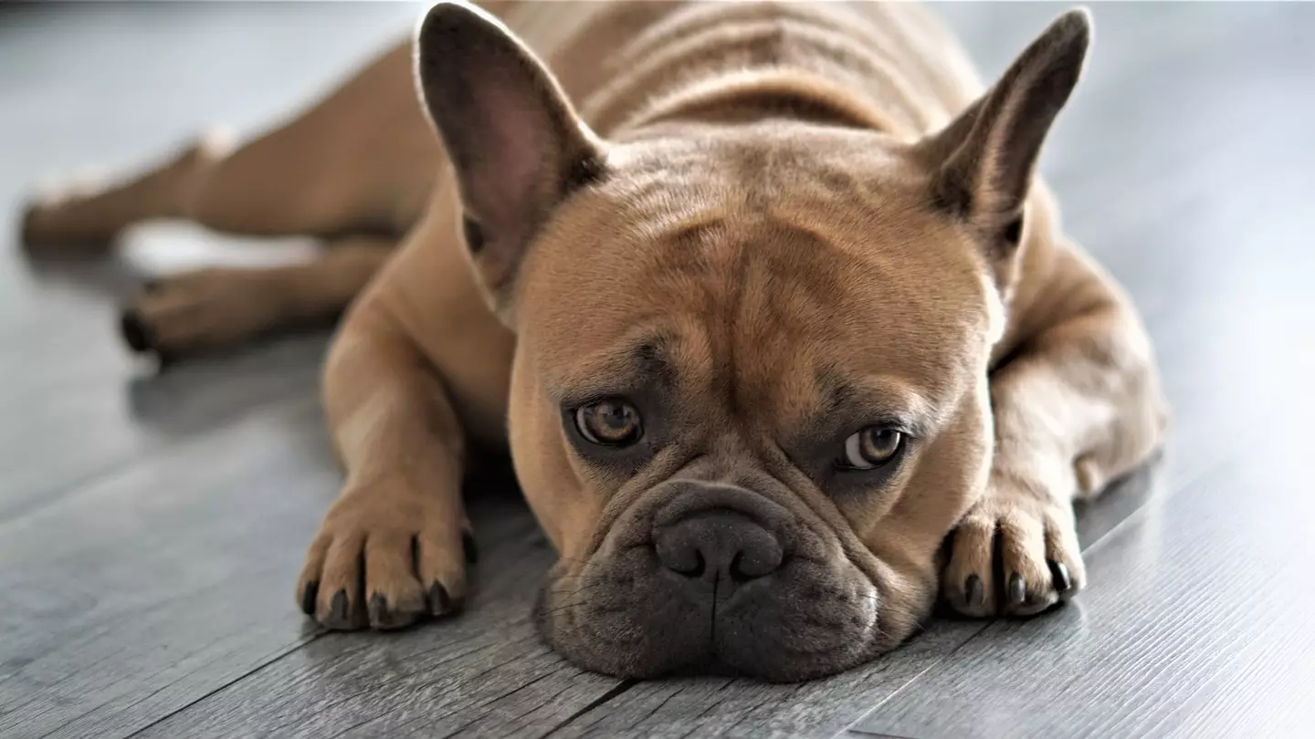 French Bulldogs are just one of the breeds potentially facing bans (