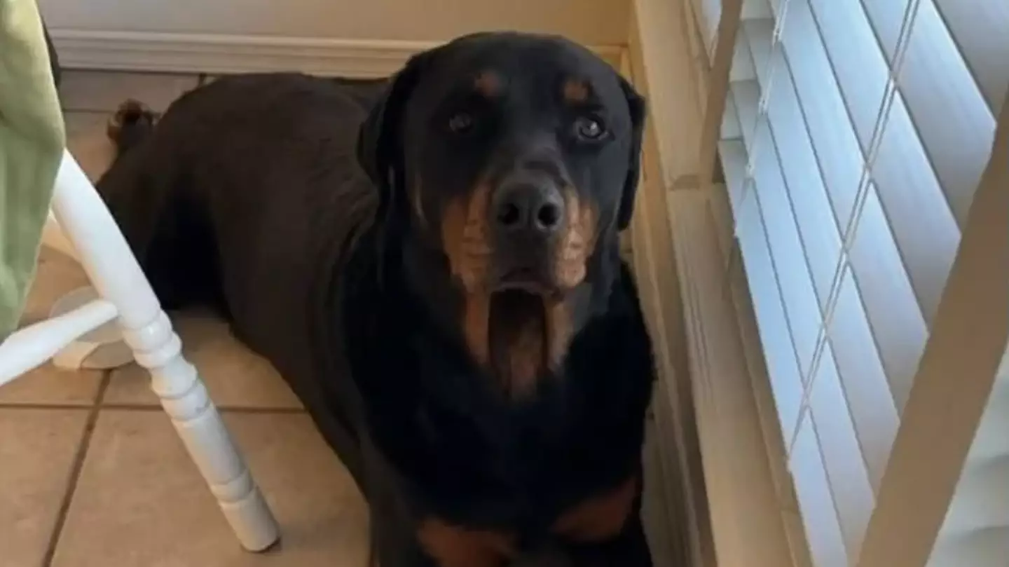ICE branded as 'losers' for allegedly shooting dog as family issues heartbreaking statement