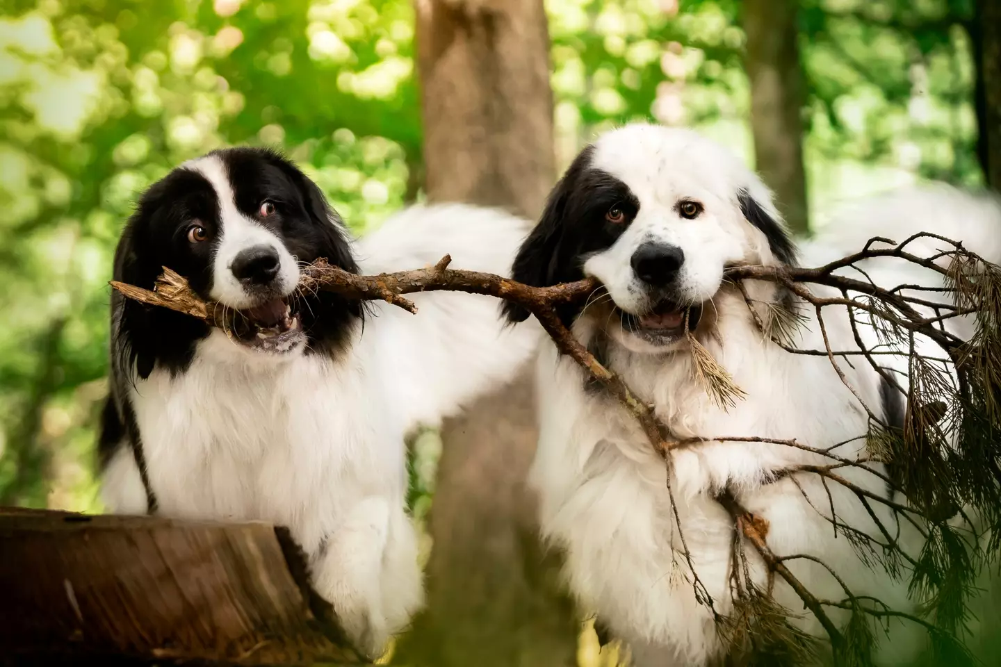 It's not a good idea to let your dog play with sticks (Getty Stock Photo)