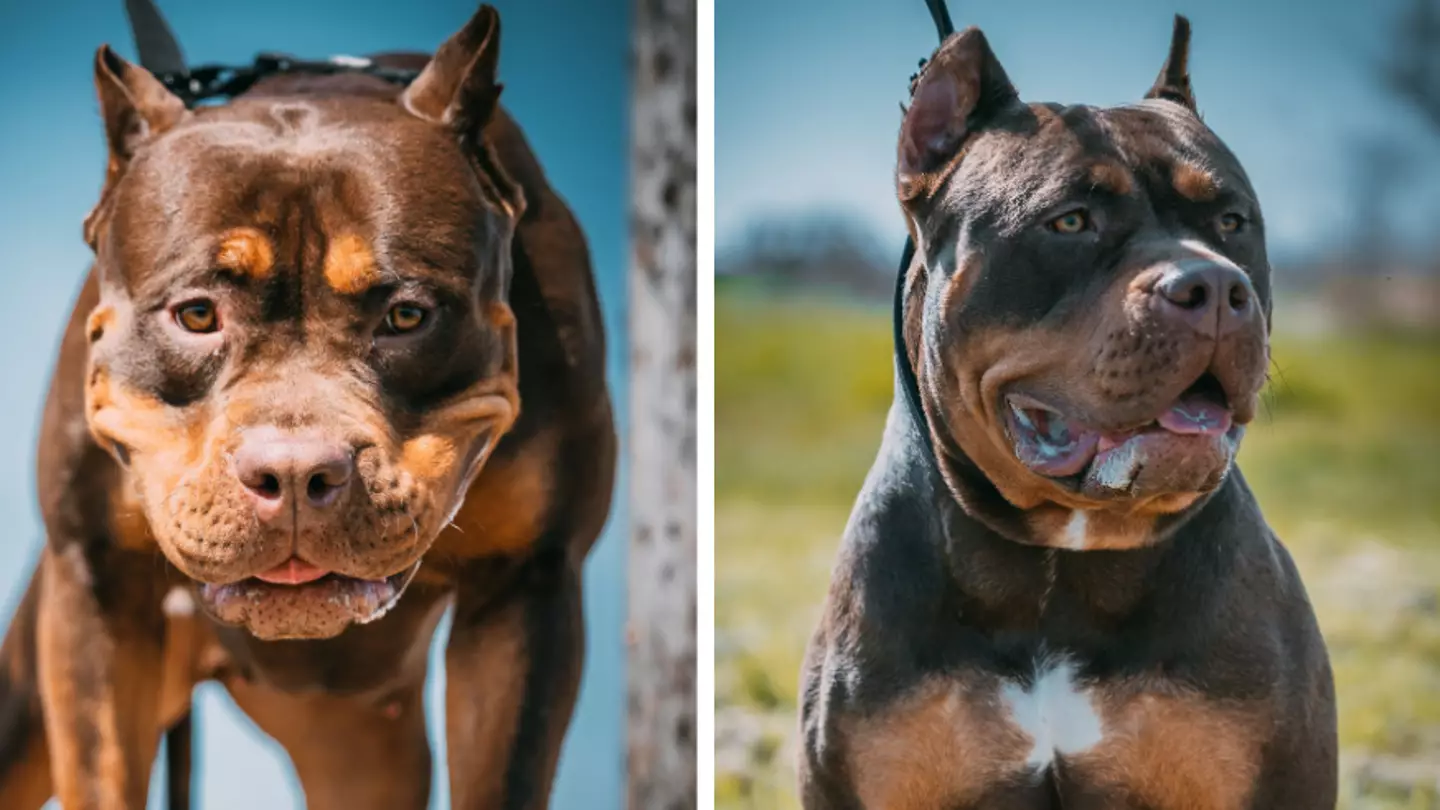 XL bully dog rules explained as they come into effect this weekend