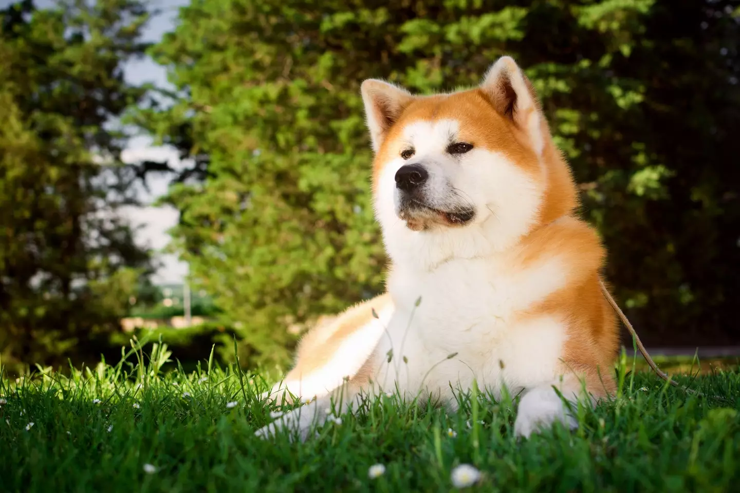 The canine expert warned he'd seen Akitas have 'serious issues with children'.