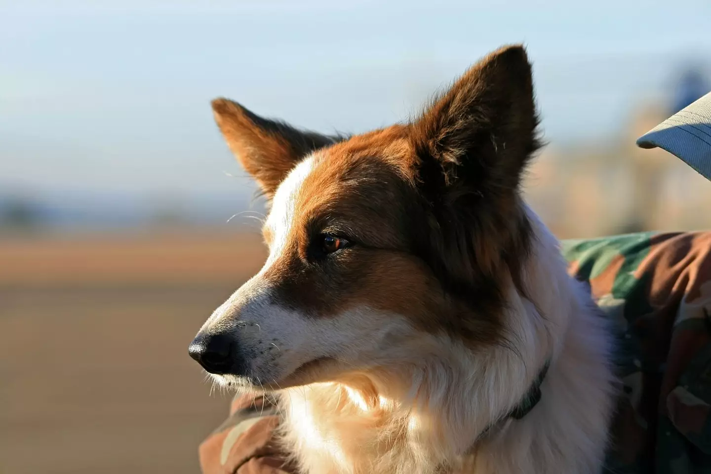 A Reddit user has taken to social media to relay an experience he had with a dog on an aeroplane.