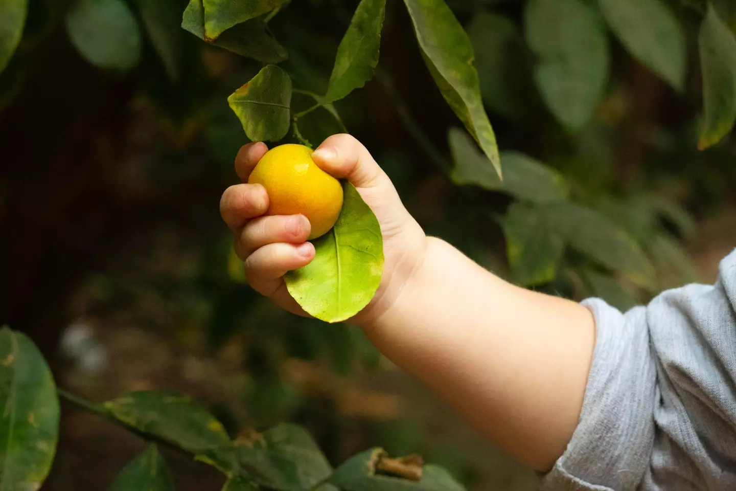 The survey found that many pouches make 'meaningless' claims about natural sugars that could mislead parents.