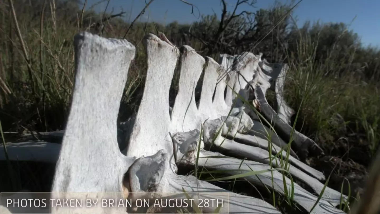 Brian was officially blamed for Gabby's murder (Netflix)