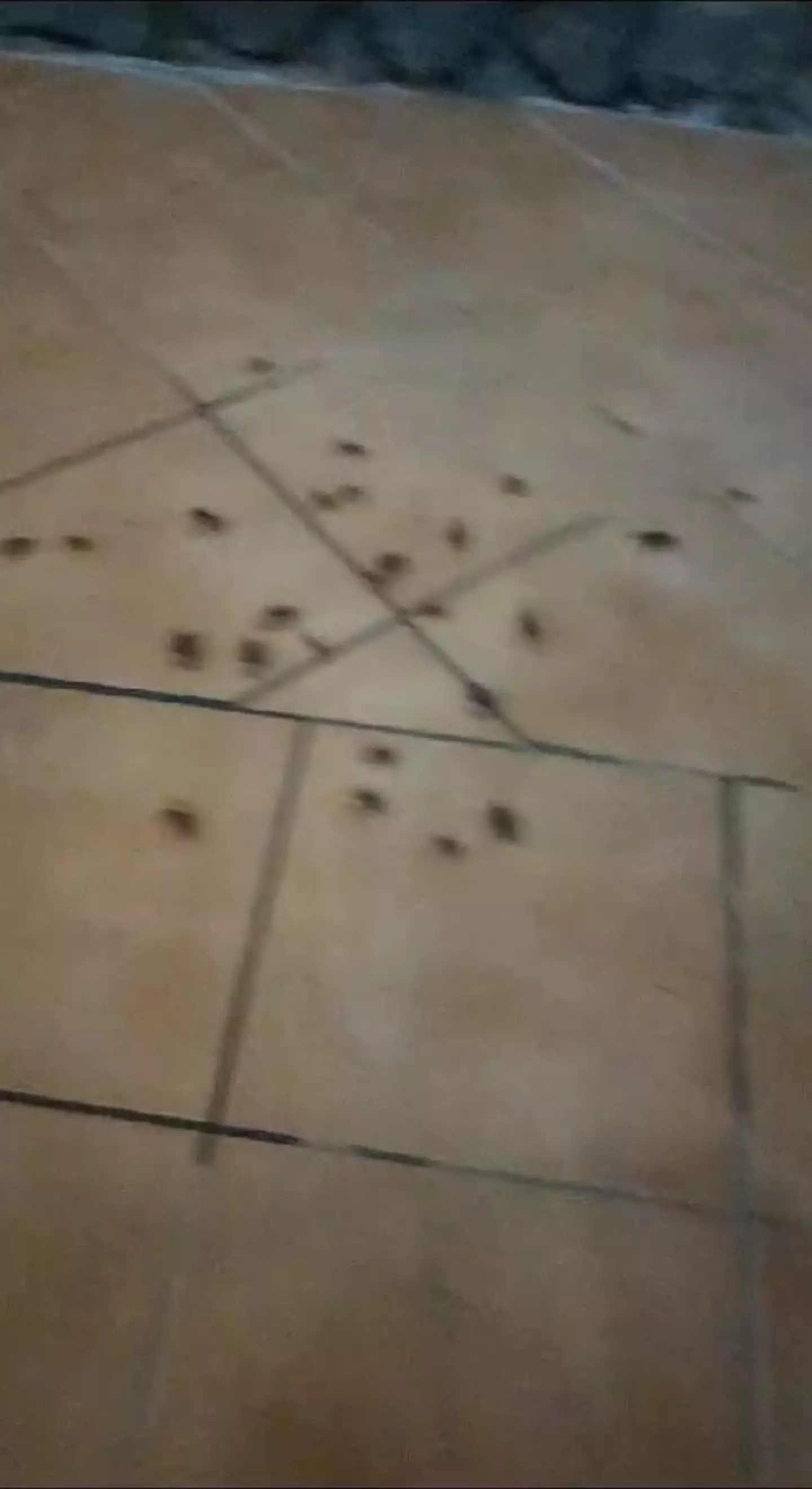 A heartbroken mum says she and her family were forced to flee their £7,000 Jet2 holiday early due to cockroaches 'infesting the hotel'.