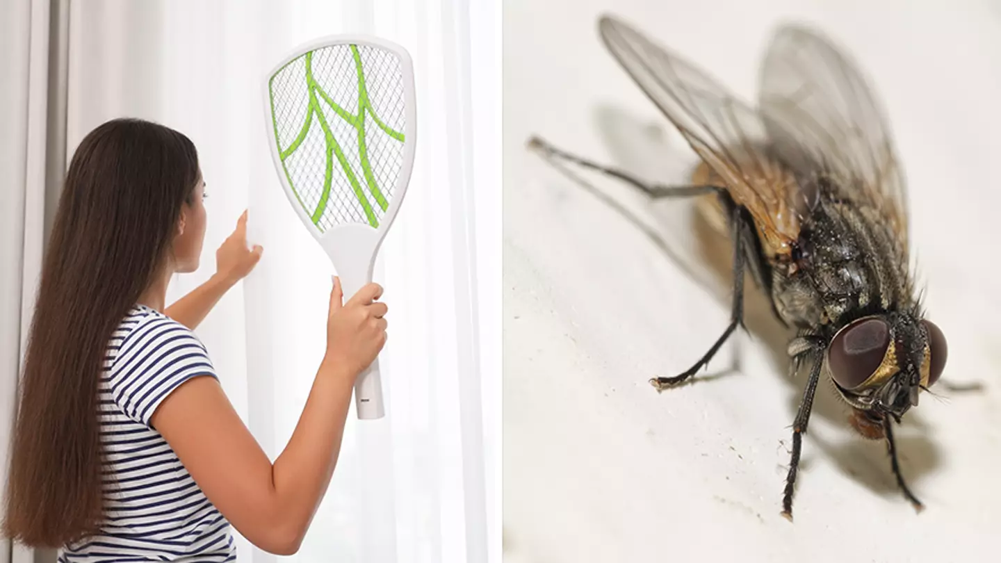 Brits Urged Not To Kill Flies Or Wasps In Their House This Summer
